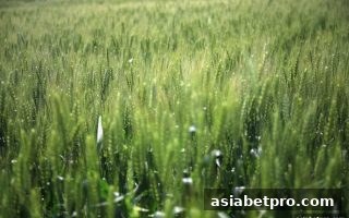 深入解析亚洲博彩网站的不计结果优惠机制与最新入口获取方法
