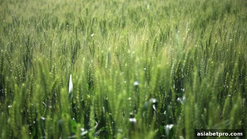 深入解析亚洲博彩网站的不计结果优惠机制与最新入口获取方法
