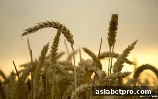 亚洲博彩网站深度解析：RTG电子游戏返水计算全攻略