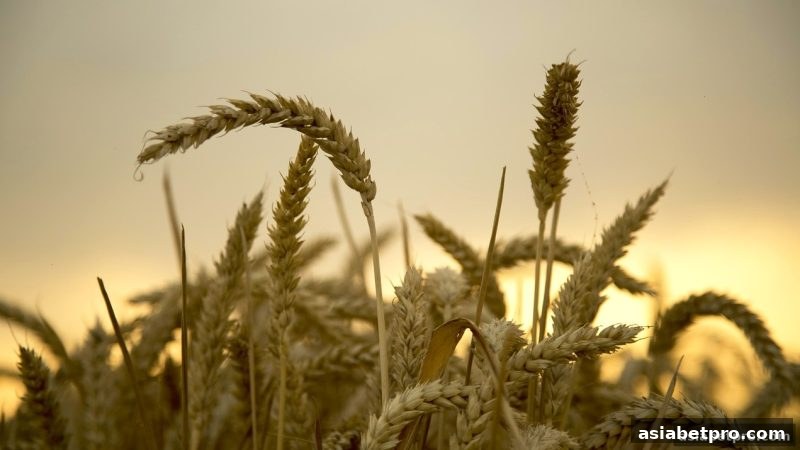亚洲博彩网站深度解析：RTG电子游戏返水计算全攻略