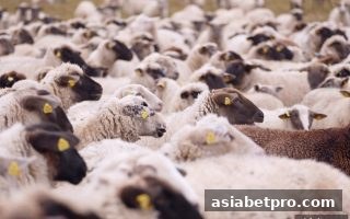 LOL全球总决赛直播诈骗全揭秘：亚洲博彩网站玩家必读防护手册